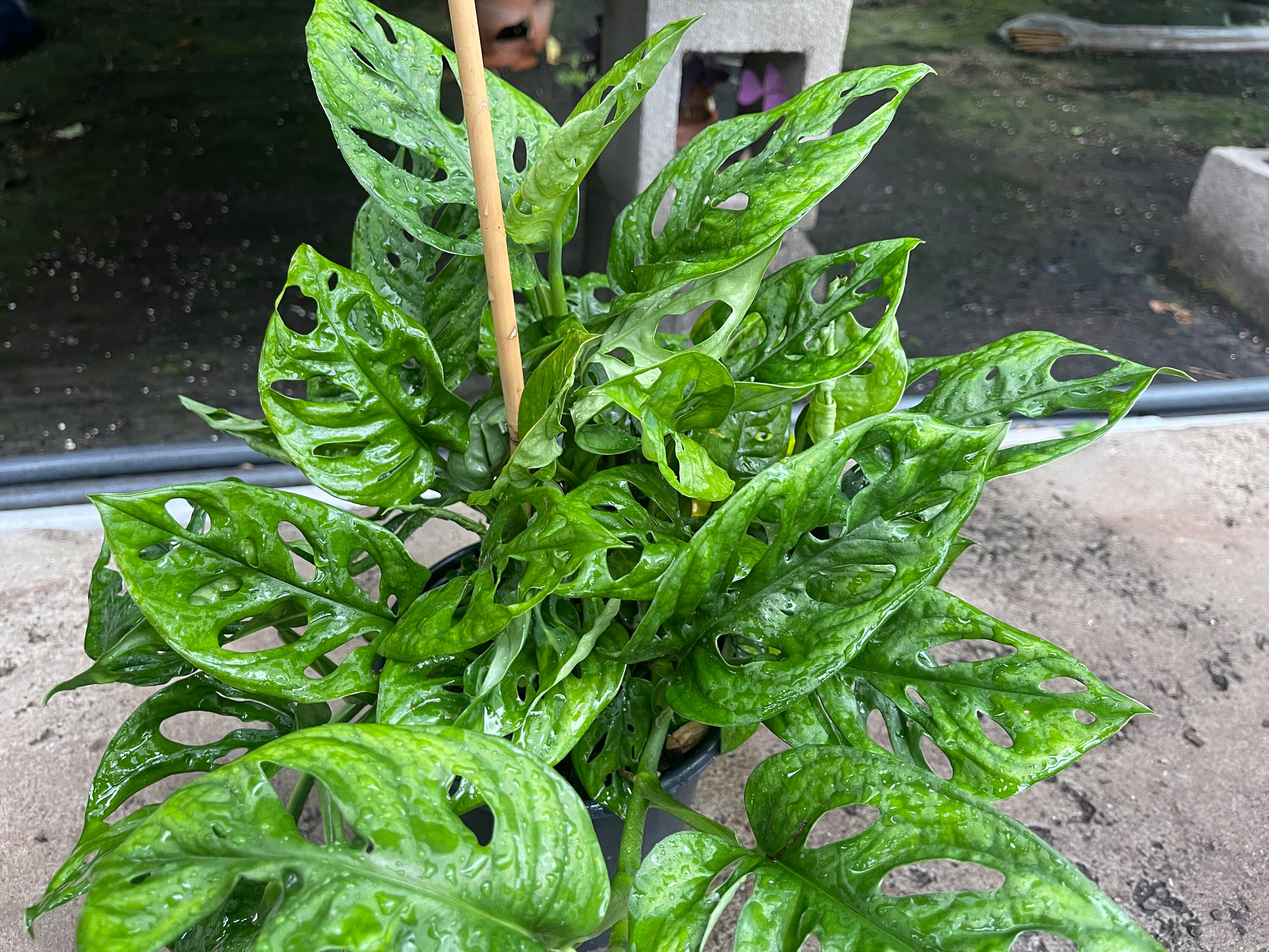 Monstera Adansonii Swiss Cheese Plant Trailing Plant Tropical Etsy