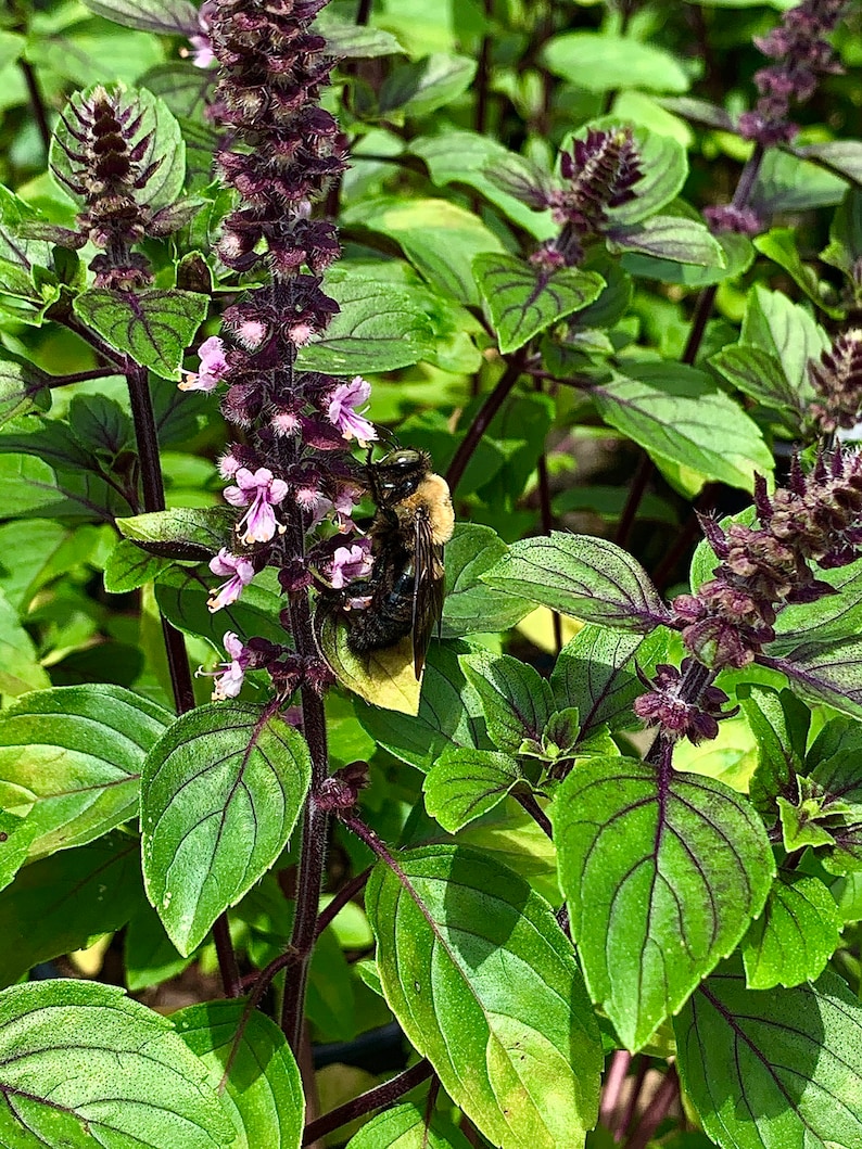 African Blue Basil Hybrid Basil Blooming Herb Edible Plant Etsy