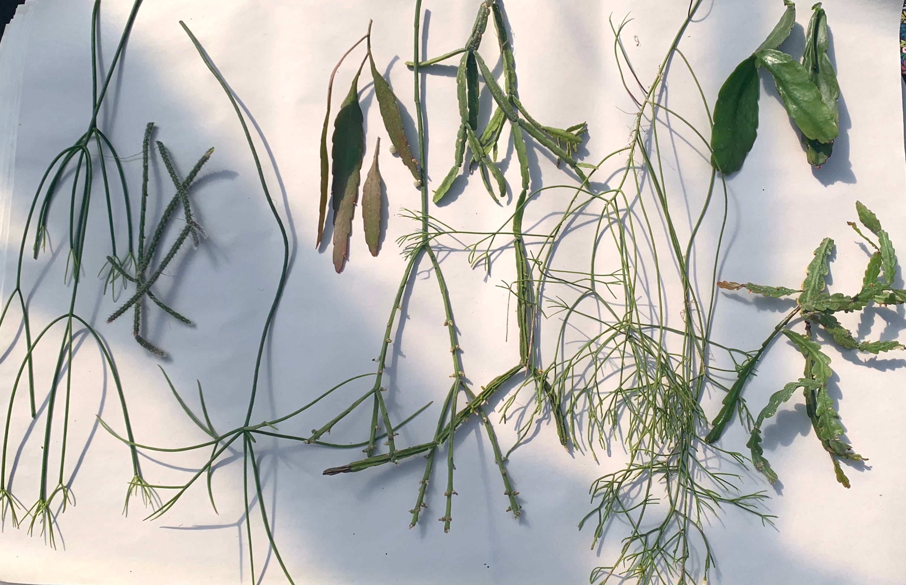 Rhipsalis Cuttings Variety Pack UNROOTED Cuttings 3-6 Varieties LIVE …