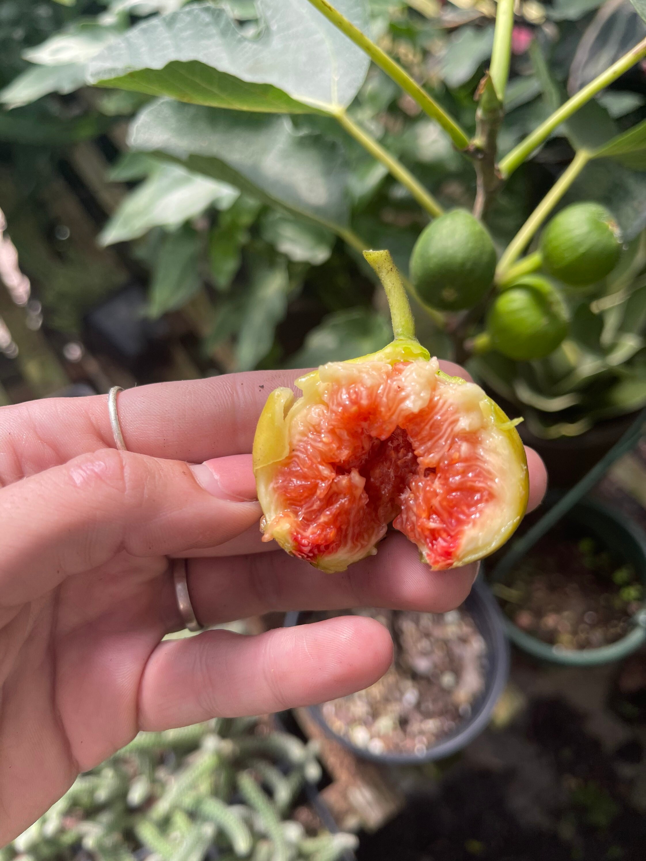 High quality goods TaxFree Free Shipping New Caledonia Fig Gof Fig 100