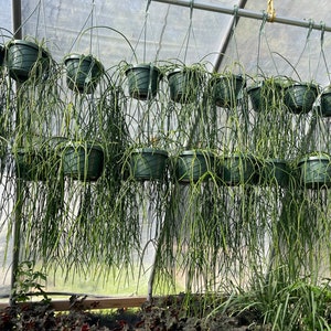 Rhipsalis Baccifera Mistletoe Cactus 6 Hanging Basket Jungle - Etsy