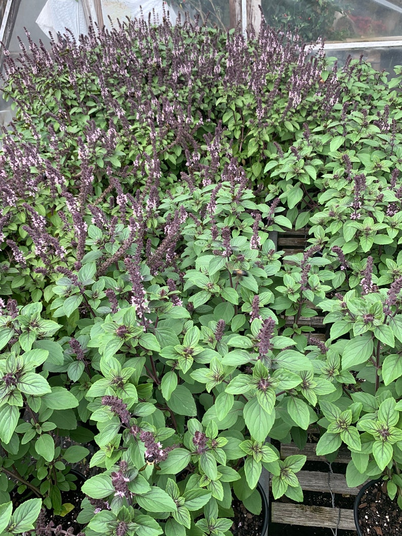 African Blue Basil Hybrid Basil Blooming Herb Edible Plant Etsy
