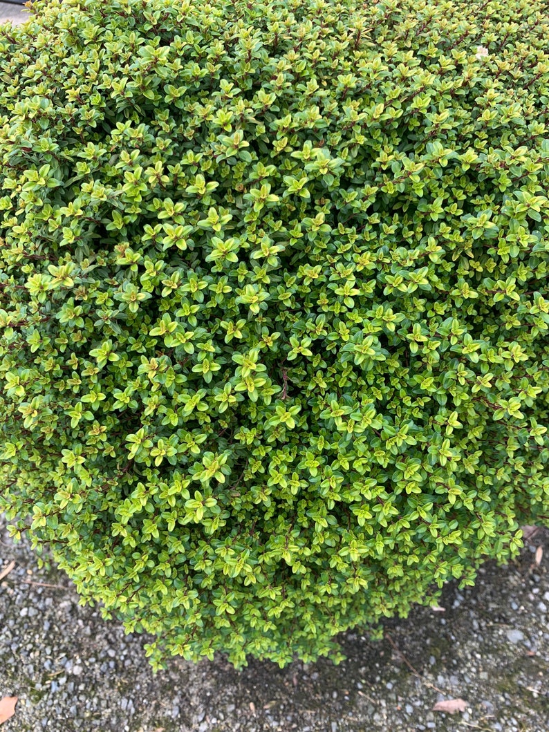 Creeping Golden Thyme Mosquito Repellent Ground Cover Edible Etsy