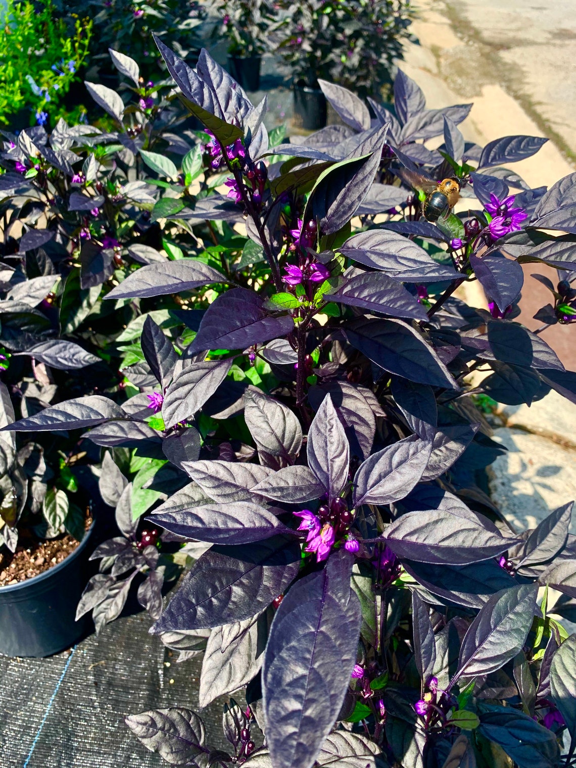 Black Pearl Pepper Capsicum annuum Sweet Peppers Chili Peppers | Etsy