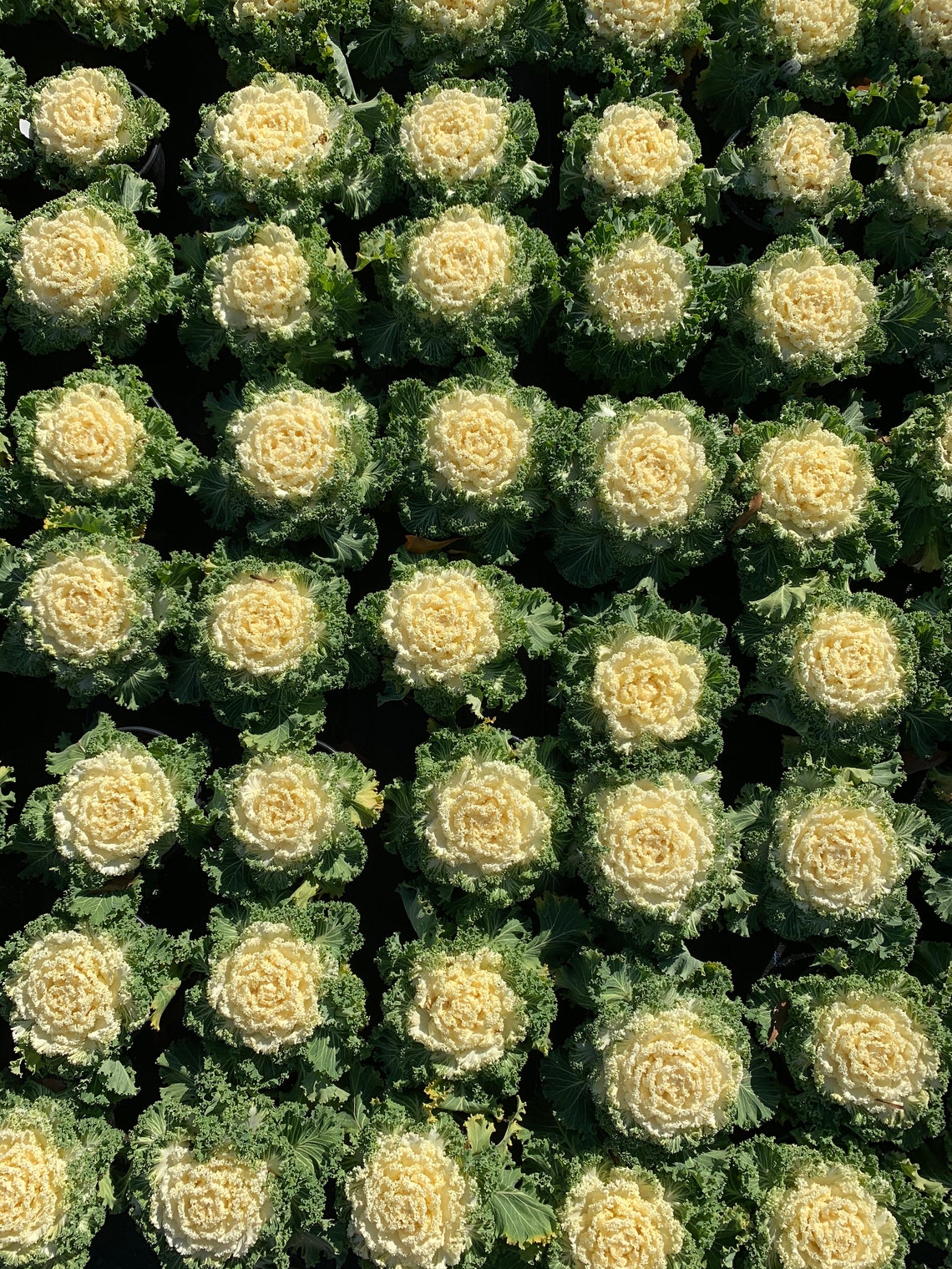 Kale 'Nagoya White' Ornamental Kale Etsy