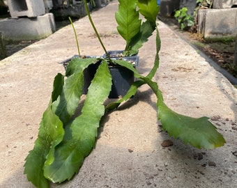 Lepismium houlletianum "Snowdrop Cactus" LIVE PLANT Low Maintenance Blooming Houseplant Jungle Succulent 3.5" Starter Plant or 1Gal Epiphyte