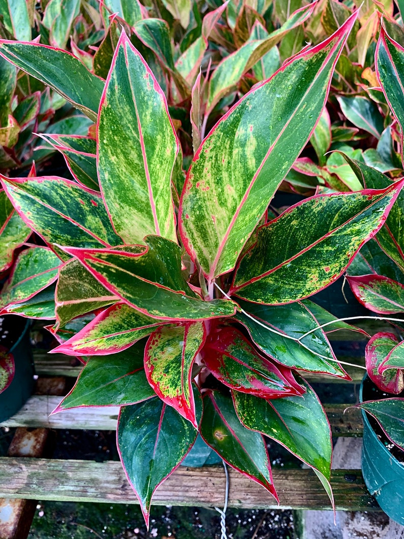 Aglaonema Siam Tropical House Plant Chinese Evergreen Office Etsy