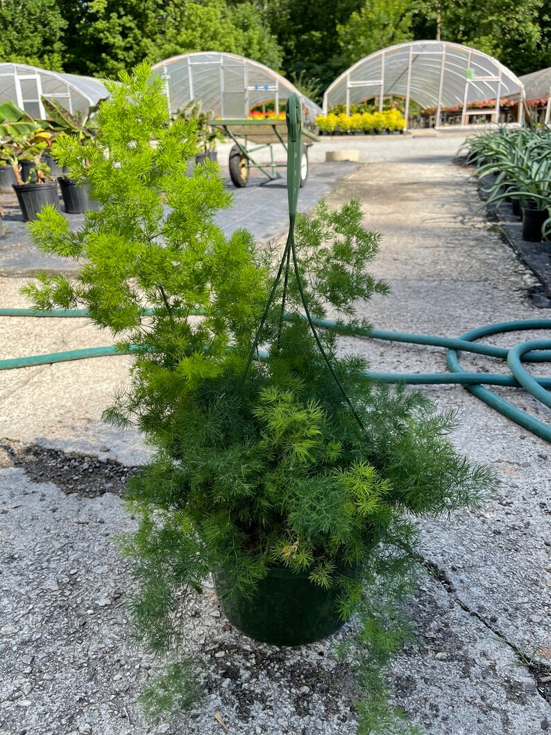 Asparagus Fern ming Fern House Plant Hanging Basket 1 Etsy