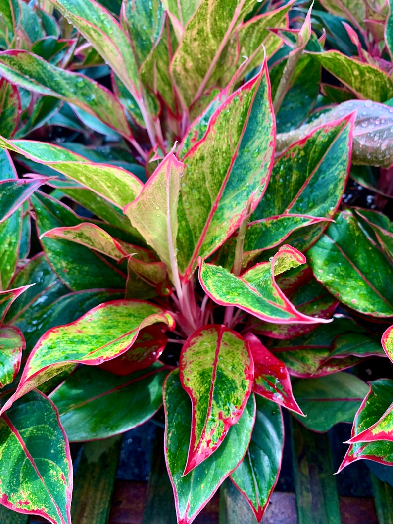 Aglaonema siam Tropical House Plant Chinese Evergreen Office Etsy