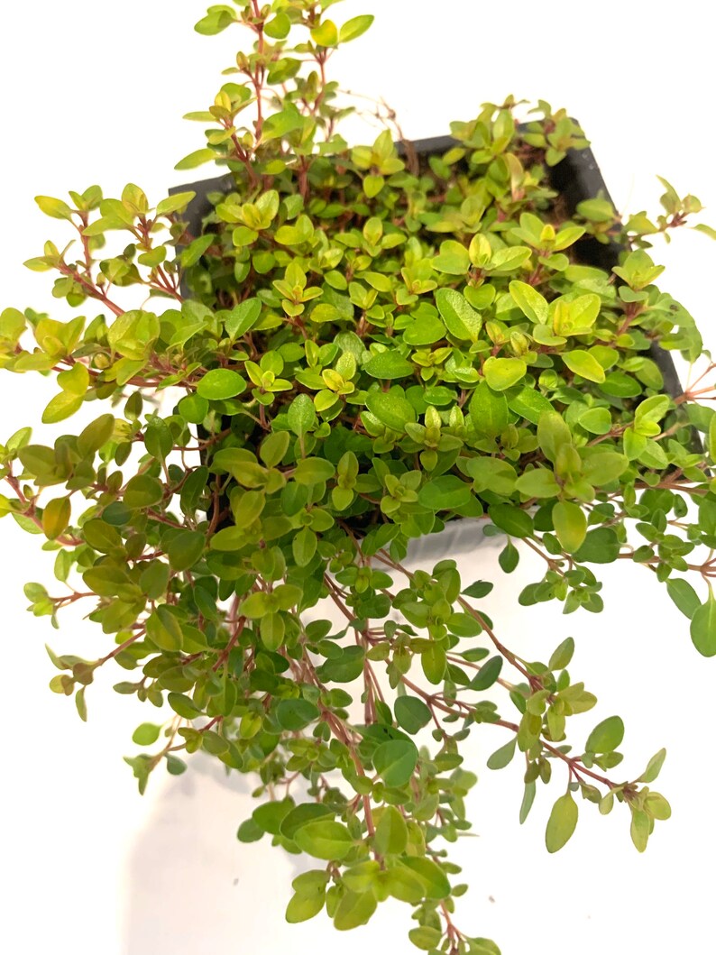 Creeping Golden Thyme Mosquito Repellent Ground Cover Edible Etsy