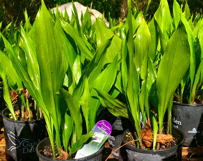 Dwarf Cast Iron Plant tiny Tank Aspidistra Elatior Shade Etsy