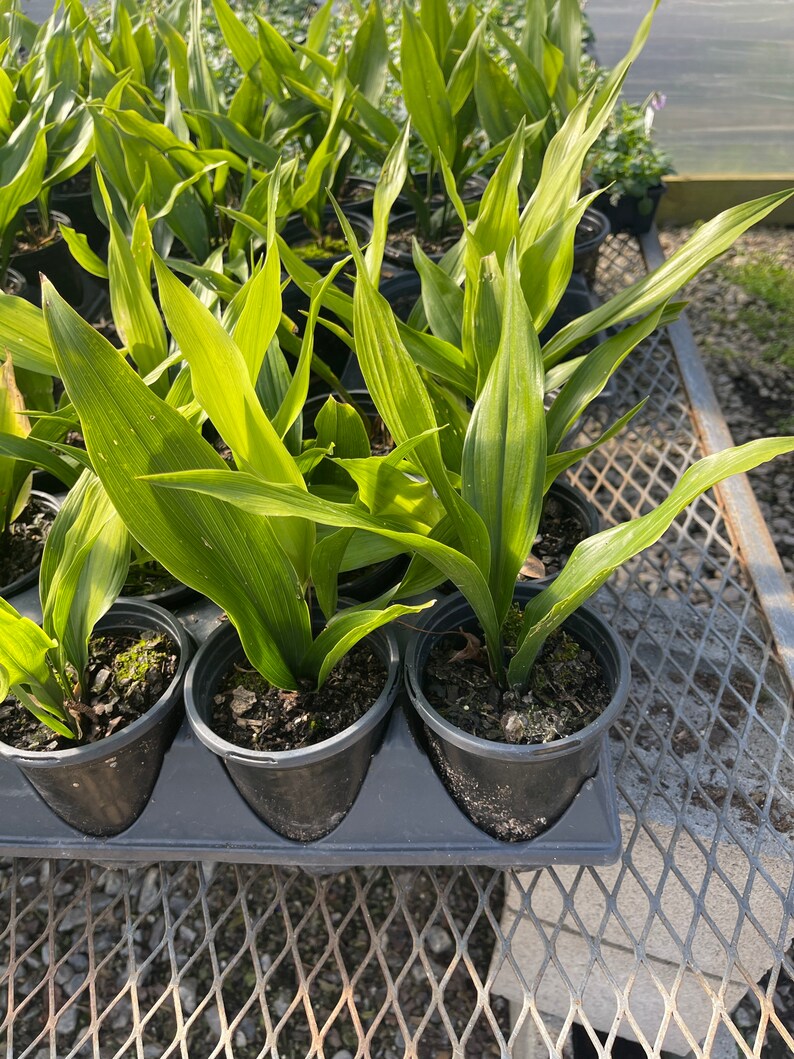 Dwarf Cast Iron Plant tiny Tank Aspidistra Elatior Shade Etsy