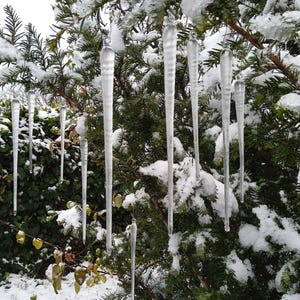 Könnte beinhalten: Eine Winterlandschaft mit klaren Eiszapfen, die an schneebedeckten Nadelbaumzweigen hängen. Die unterschiedlich langen Eiszapfen hängen vor einem Hintergrund aus grünem Laub und weißem Schnee. Das Bild fängt eine kalte, natürliche Umgebung ein.