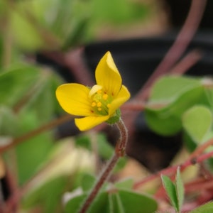 Live Oxalis Plant: Yellow Woodsorrel Clover, Creeping Ground Cover