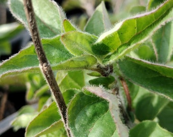 Live Oregano Plant herb gift garden bees edible 4in pot