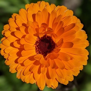 Calendula Flower Seeds: Organic Skincare Garden, Easy Grow - 35 Seeds