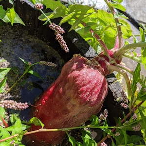 Radish seeds garden edible plant seed bank radish seed radish