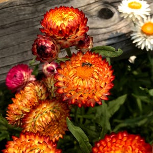 Organic Strawflower Seeds: Helichrysum All Colors Mix (35ct)