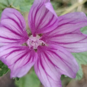natural mallow seed native Oregon seed gift garden greenhouse mallow seeds 35ct