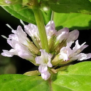 May include: Close-up of a cluster of small, light purple flowers with white stamens. The flowers are surrounded by bright green leaves and stems. The background is dark, highlighting the plant's details.