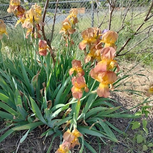 bearded iris bulbs iris bulbs mix colorful flowers landscaping iris flowers bearded iris bulb flower garden greenhouse