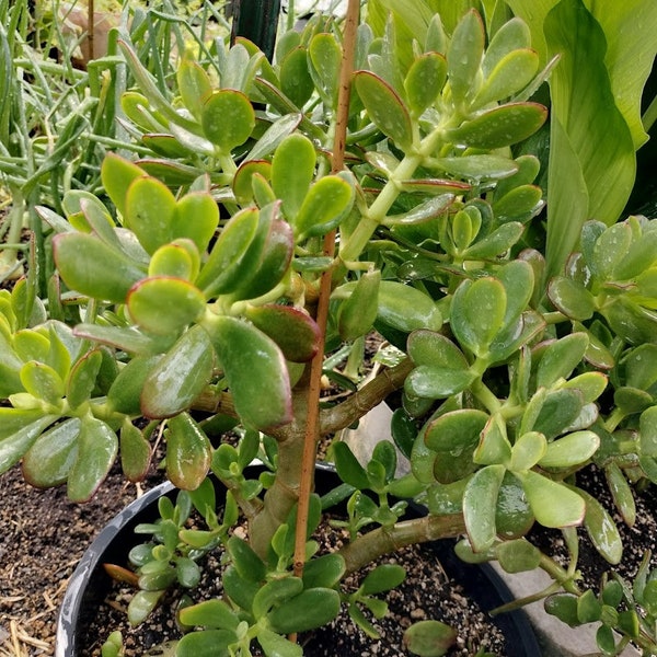 Large Jade Plant Crassula