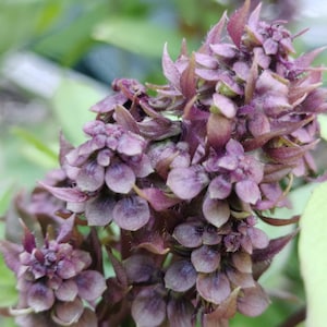 Thai Basil Seeds: Organic Herb Garden Starter