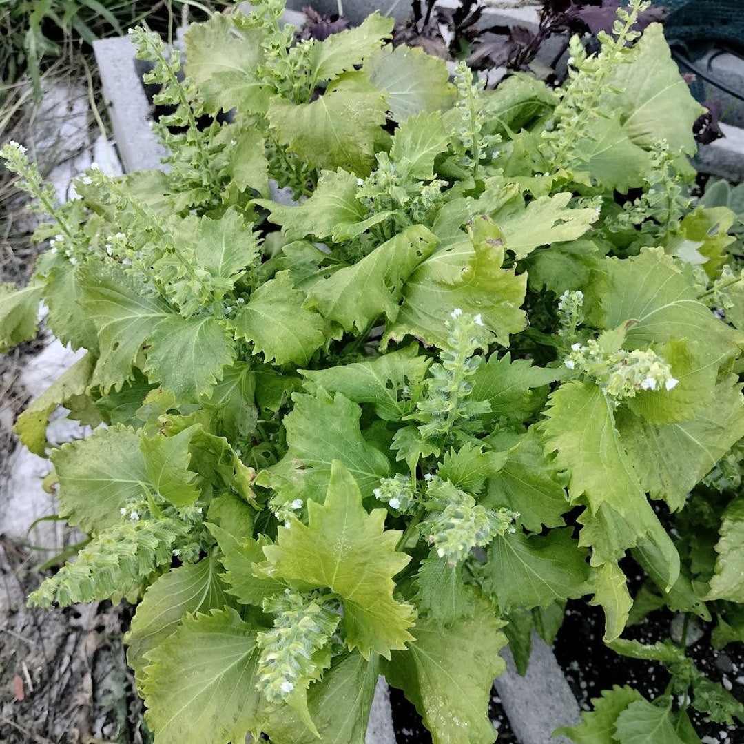 Garden Plant Seeds Edible Perilla Frutescens Var Crispa Shiso Japanese