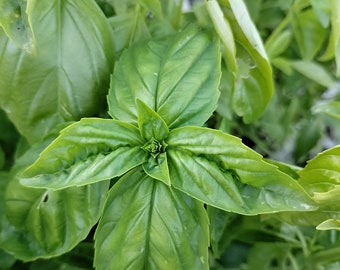 Ocimum basilicum - Sweet Basil Seeds 35ct