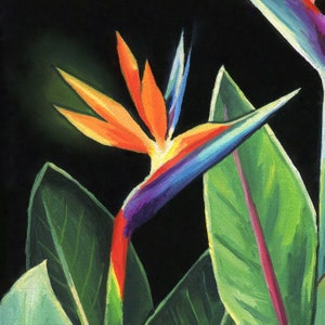 Puede incluir: Una flor de ave del para&iacute;so vibrante de color naranja, azul y morado con hojas verdes sobre un fondo negro.