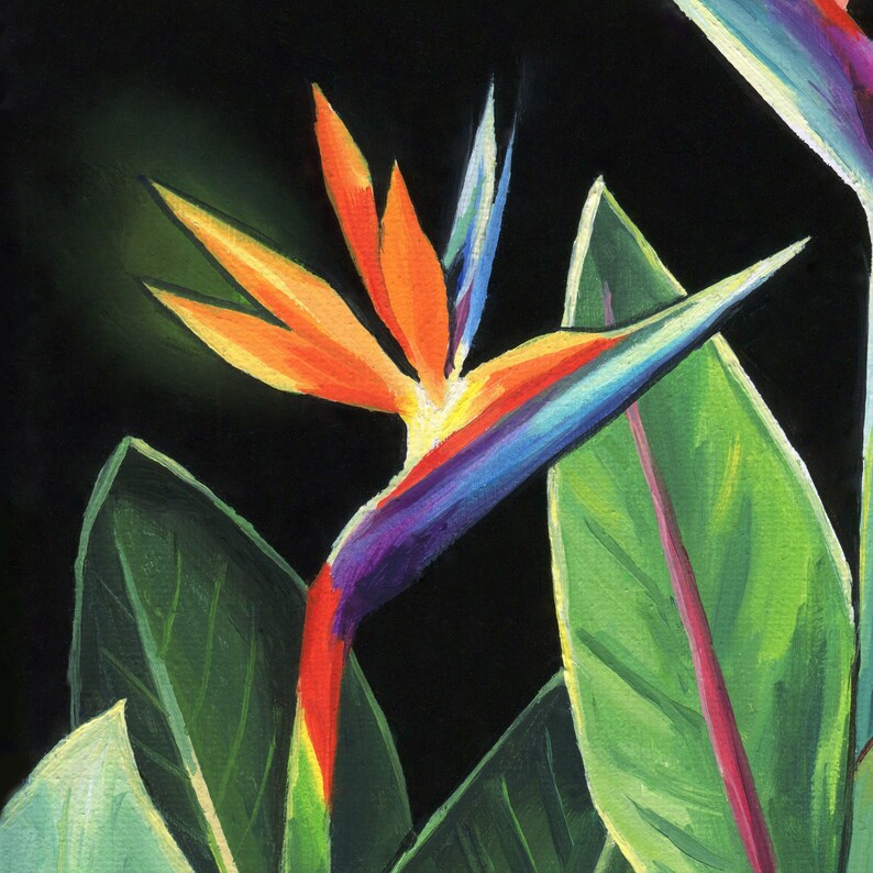 Puede incluir: Una flor de ave del para&iacute;so vibrante de color naranja, azul y morado con hojas verdes sobre un fondo negro.