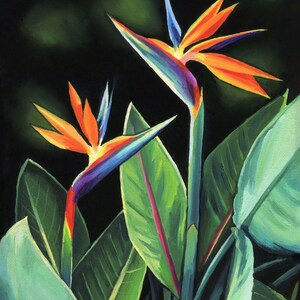 Puede incluir: Dos flores vibrantes de ave del para&iacute;so de color naranja, azul y verde con hojas verdes sobre un fondo negro.