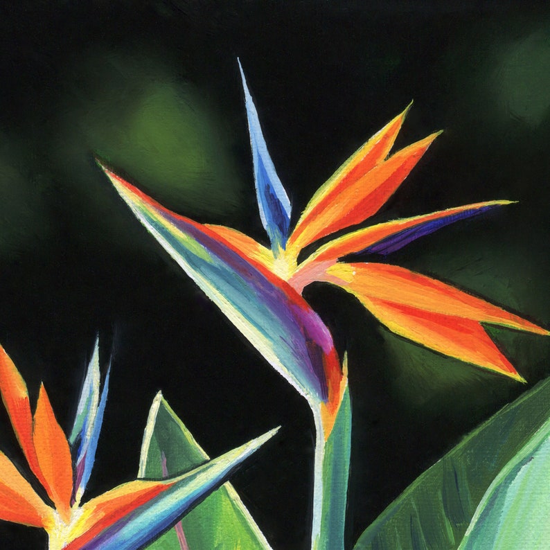 Puede incluir: Una pintura de dos flores de ave del para&iacute;so de color naranja, azul y morado vibrantes sobre un fondo verde oscuro y negro.