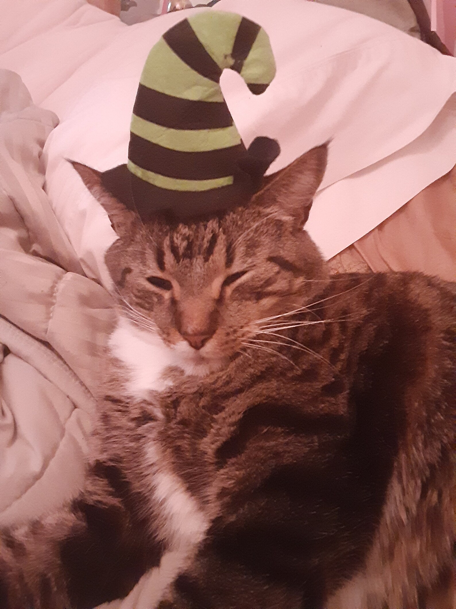 Como Hacer Que Tu Gato Te Ame