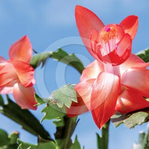 May include: Close-up of a red and white Christmas cactus with green leaves against a blue sky background.