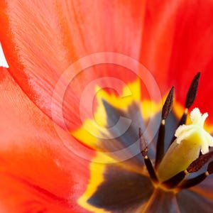 Fine art reverse glass picture 80x60cm. Artist photo red tulip open blossom. Preferred by galleries for crystal clear colorful presentation!