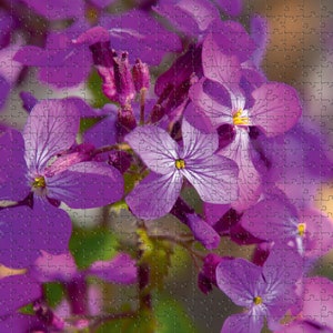 May include: A close-up of a cluster of vibrant purple flowers with delicate petals. The flowers are in full bloom, showcasing their intricate details and soft texture.