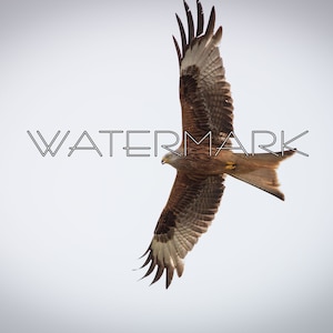 Red Kite - Instant Digital Download