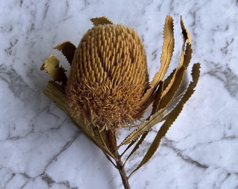 Dried Native Banksia Stem in Natural Dried Flowers, wedding, home decor, decor, everlasting flowers, aesthetic decor