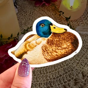 Handmade & Hand-Illustrated Mallard Duck Sticker, Made with Glossy Waterproof Vinyl, For Bird Watchers and Duck Lovers