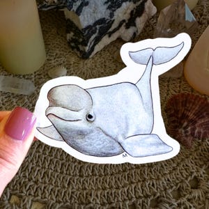 Handmade & Hand-Illustrated Beluga Whale Sticker, Made with Glossy Waterproof Vinyl, For Ocean and Sea Creature Lovers