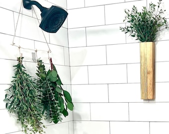 Eukalyptus Shower Bundle-Trio: Silberdollar, Babyblau, Parvifolia. Fresh Cut Stengel aus den USA und aus biologischem Anbau. Dusche Dekor Bündel