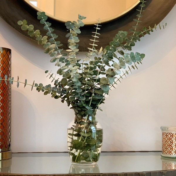 Fresh Eucalyptus Bunch for Centerpiece, Wedding or Home Table Decor, Fresh Eucalyptus Bundle for Hanging, Real Fragrant Eucalyptus Bunch