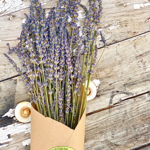 Dried Lavender Stems | Dried Flowers | Lavender Bunch | English Lavender | Table Decor | Fresh Lavender Centerpiece | Lavender Plant | Boho