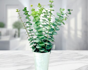 Fresh Eucalyptus Bouquet: Petite 10-Stem Bundle for Home Decor