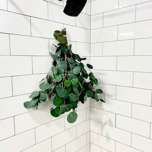 Fresh Silver Dollar Eucalyptus Bundle: Hanging Shower Decor