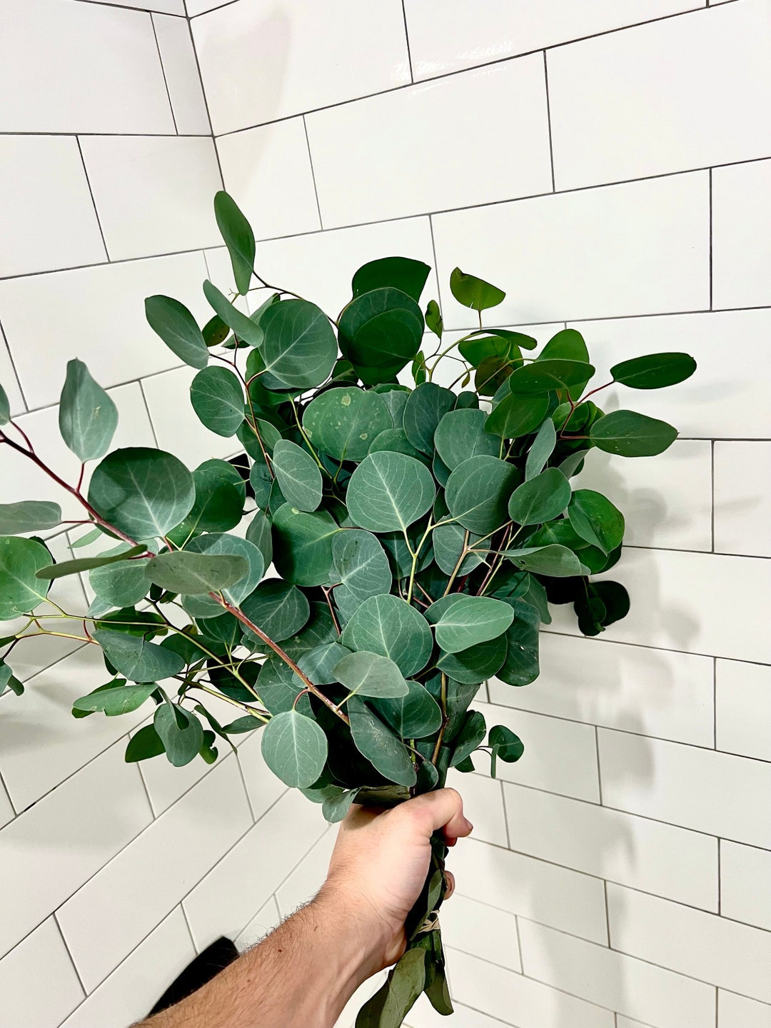 Fresh Silver Dollar Eucalyptus Bundle, Silver Dollar Eucalyptus Bunch