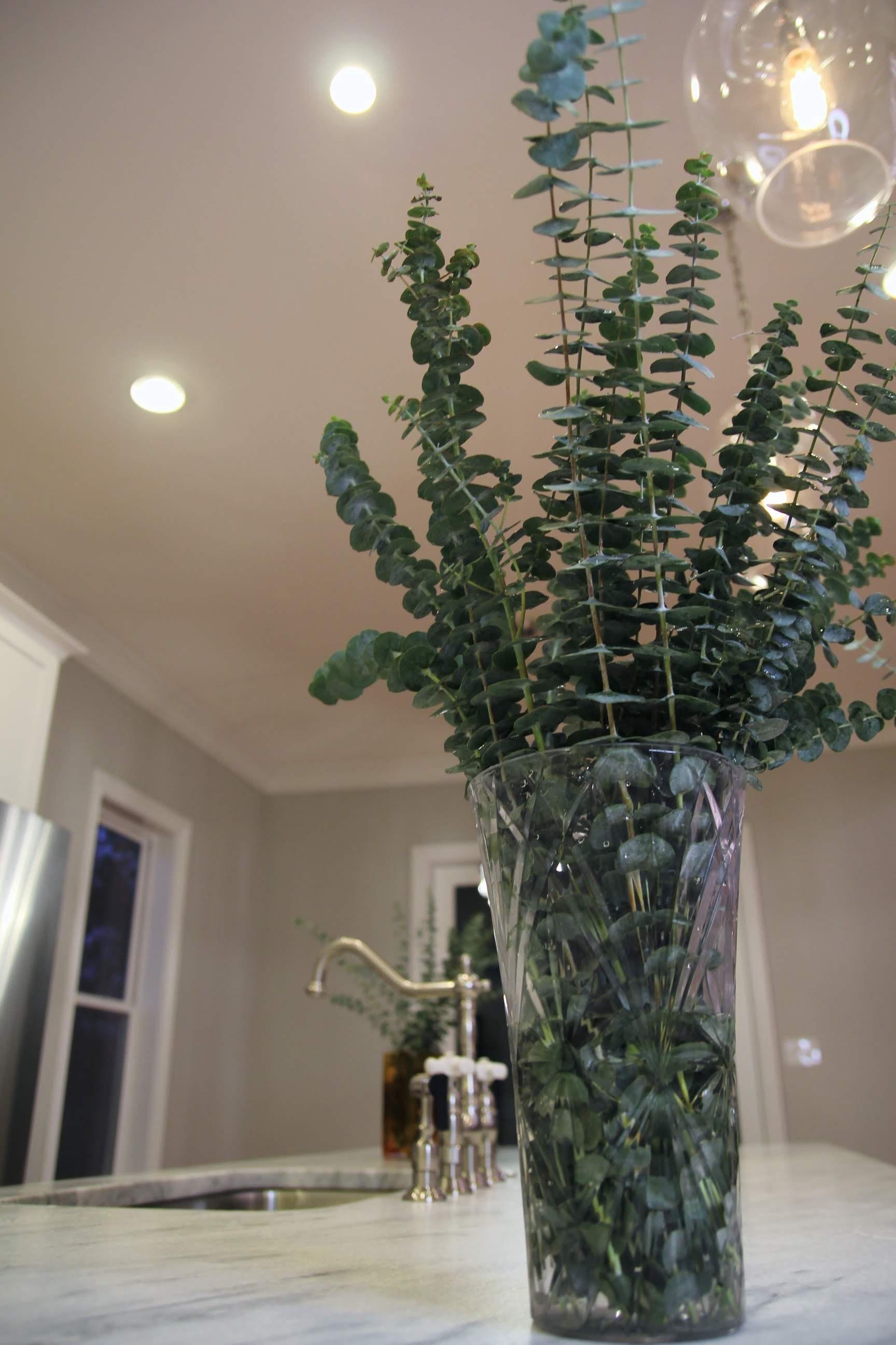 Large Fresh Eucalyptus Bunch Huge 20 Stems Aromatic Scent Etsy