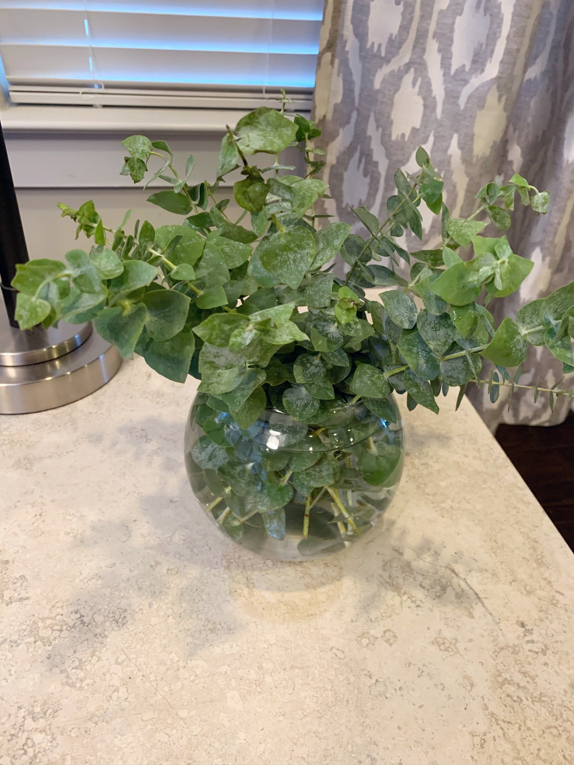 Fresh Eucalyptus Bouquet Petite 10 Stem Fresh Eucalyptus Etsy