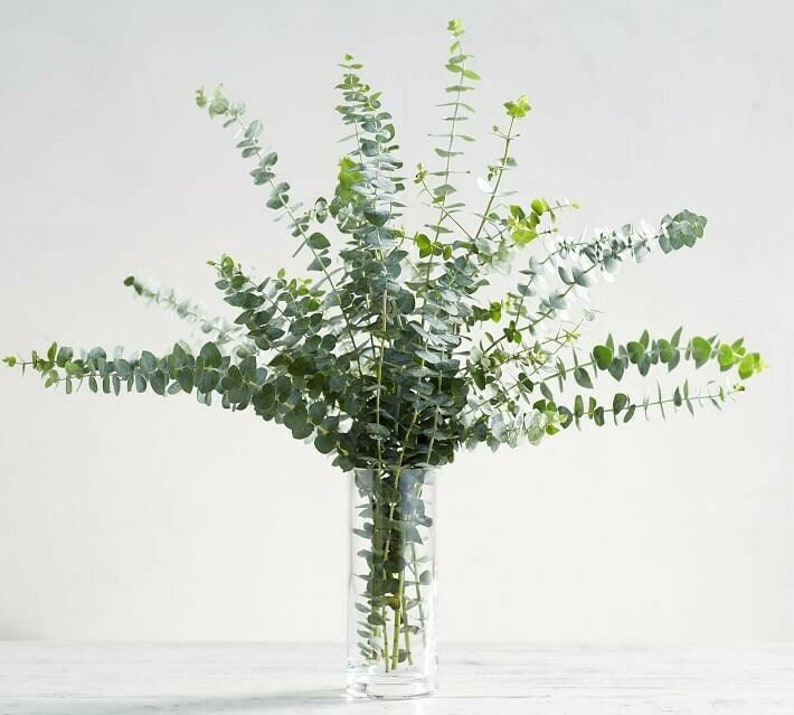 Large Fresh Eucalyptus Bunch Huge 20 Stems Aromatic Scent Etsy